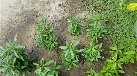 Pinay gardener in California, USA. Planting saluyot, molokhia, .